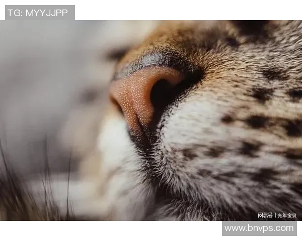 猫系足球明星名字大全探索与分析猫咪与足球的完美结合